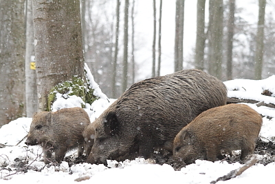 wildschweine_003