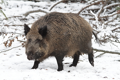 wildschweine_004