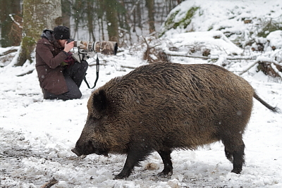 wildschweine_005