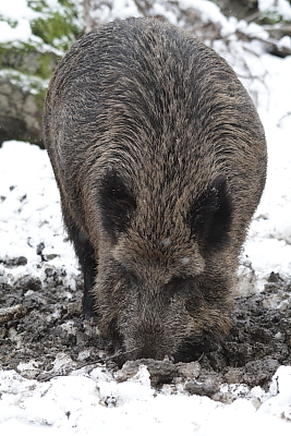 wildschweine_006