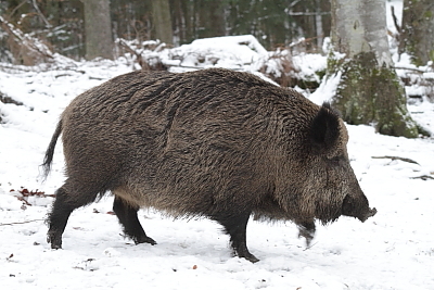 wildschweine_007