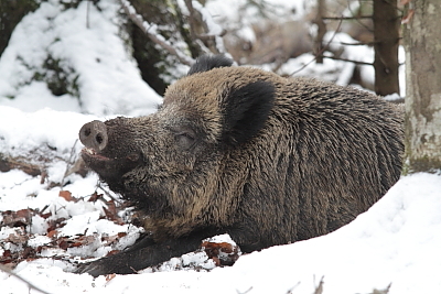 icon_wildschweine_008