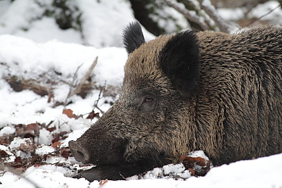 wildschweine_009