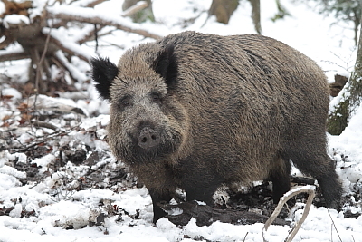 wildschweine_010