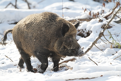 wildschweine_011