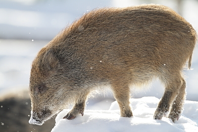 wildschweine_012