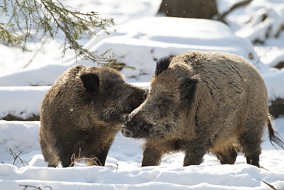 wildschweine_013
