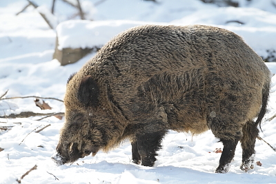 wildschweine_014