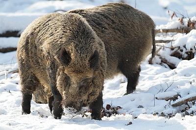 wildschweine_015