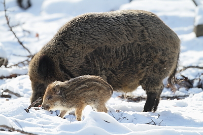 wildschweine_016