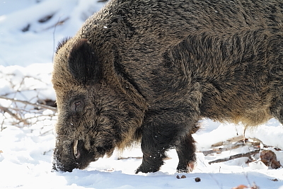 wildschweine_017