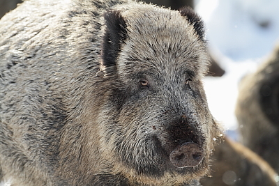 wildschweine_018