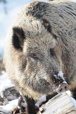 wildschweine_019
