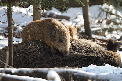 wildschweine_020