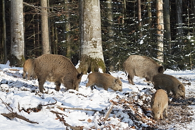 wildschweine_021