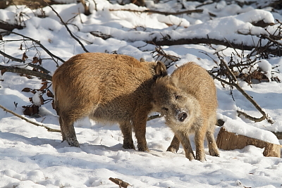 wildschweine_022