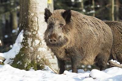 wildschweine_023