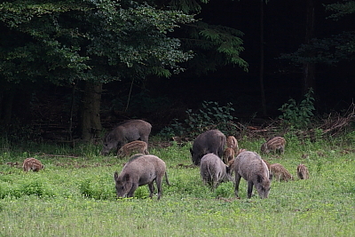 wildschweine_024