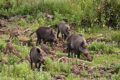 wildschweine_025