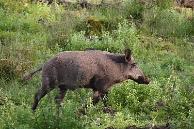wildschweine_026
