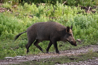 wildschweine_027