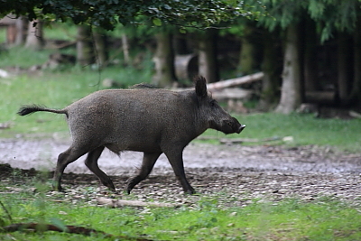 wildschweine_028
