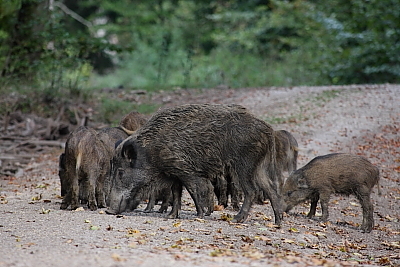 wildschweine_030