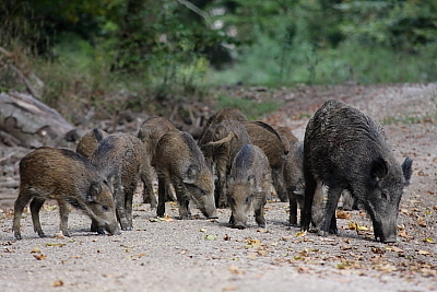 wildschweine_031