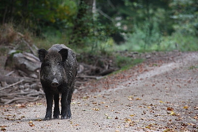 wildschweine_032