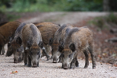 wildschweine_033