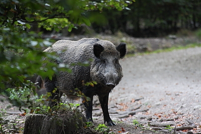 wildschweine_034