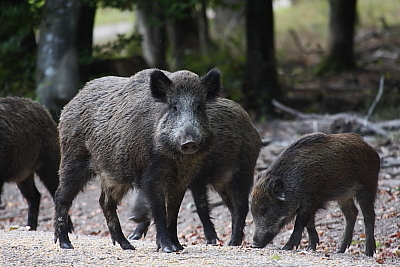 wildschweine_035