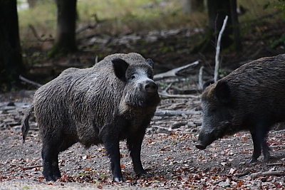 wildschweine_036