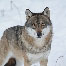 icon_woelfe_18