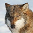 icon_woelfe_19