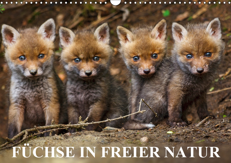 Füchse in freier Natur