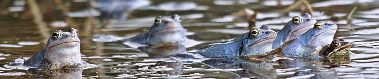 Moorfroschpanorama 2